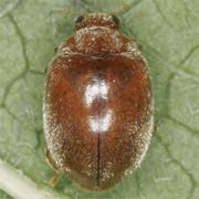 Scymnus abietis (2.2–3 mm)