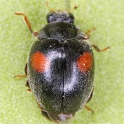 Scymnus apetzi Muls., 1846, Coccinellidae (2–3 mm) Scymnus apetzi (2–3 mm)