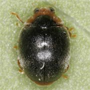 Scymnus auritus Thunb., 1795 ♂, Coccinellidae (2–2.5 mm) Scymnus auritus (2–2.5 mm)