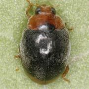 Scymnus ferrugatus (Moll., 1785), Coccinellidae (2.5–3 mm) Scymnus ferrugatus (2.5–3 mm)