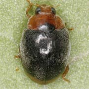 Scymnus ferrugatus (2.5–3 mm)