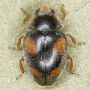 Scymnus frontalis (2–3 mm)