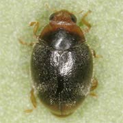 Scymnus haemorrhoidalis Hbst., 1797, Coccinellidae (2–3 mm) Scymnus haemorrhoidalis (2–3 mm)