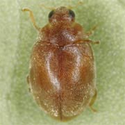 Scymnus impexus Muls., 1850, Coccinellidae (2–2.5 mm) Scymnus impexus (2–2.5 mm)