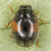 Scymnus interruptus (Goeze, 1777), Coccinellidae (1.5–2.2 mm) Scymnus interruptus (1.5–2.2 mm)