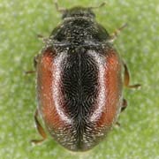 Scymnus limbatus Steph., 1831, Coccinellidae (1.7–2 mm) Scymnus limbatus (1.7–2 mm)