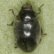 Scymnus nigrinus Kug., 1794, Coccinellidae (2–2.8 mm) Scymnus nigrinus (2–2.8 mm)