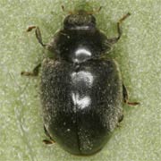 Scymnus nigrinus (2–2.8 mm)