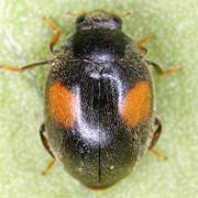 Scymnus pallipediformis Günther, 1958, Coccinellidae (2–3.3 mm) Scymnus pallipediformis (2–3.3 mm)