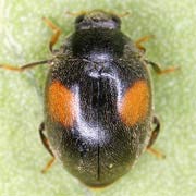 Scymnus pallipediformis (2–3.3 mm)