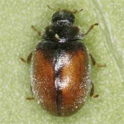 Scymnus suturalis Thunb., 1795, Coccinellidae (1.5–2.2 mm) Scymnus suturalis (1.5–2.2 mm)