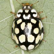 Sospita vigintiguttata (L., 1758), Coccinellidae (5–6.5 mm) Sospita vigintiguttata (5–6.5 mm)
