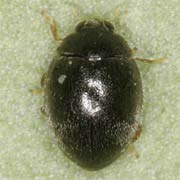 Stethorus punctillum (1.2–1.5 mm)