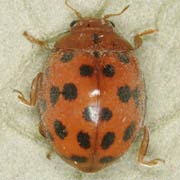 Subcoccinella vigintiquatuorpunctata (L., 1758), Coccinellidae (3–4 mm) Subcoccinella vigintiquatuorpunctata (3–4 mm)