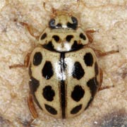 Tytthaspis sedecimpunctata (L., 1761), Coccinellidae (2.5–3 mm) Tytthaspis sedecimpunctata (2.5–3 mm)