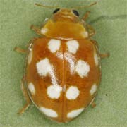 Vibidia duodecimguttata (Poda, 1761), Coccinellidae (3–4 mm) Vibidia duodecimguttata (3–4 mm)
