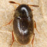 Colon brunneum (1.4–2.7 mm)