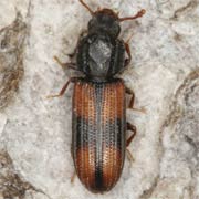 Bitoma crenata (2.6–3.5 mm)