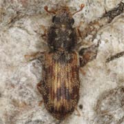 Cicones undatus (2.5–3.5 mm)