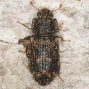 Cicones variegatus (2.5–3.5 mm)