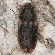 Colobicus hirtus (3–5 mm)