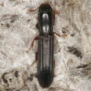 Colydium elongatum (5–7 mm)