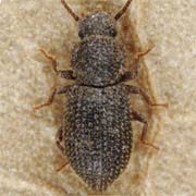 Diodesma subterranea (2–2.8 mm)