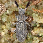 Orthocerus clavicornis (3.5–5 mm)