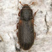 Synchita humeralis (2.5–4 mm)