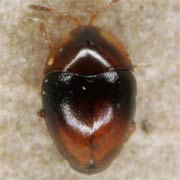 Corylophus cassidoides (1–1.1 mm)