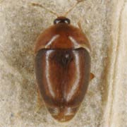 Sericoderus lateralis (0.9–1 mm)