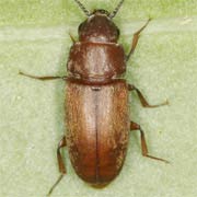 Antherophagus canescens (4–5 mm)