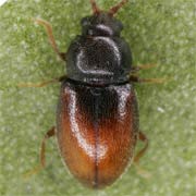 Atomaria basalis (1.4–1.8 mm)