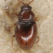 Atomaria fuscata (1.4–1.9 mm)