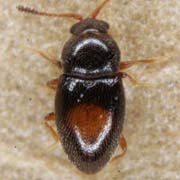 Atomaria gutta (1.3–1.5 mm)