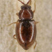 Atomaria lewisi (1.4–2 mm)