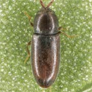 Atomaria linearis (1.2–1.5 mm)