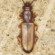 Pediacus depressus (3.5–4.5 mm)