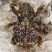 Acalles commutatus (1.9–2.7 mm)