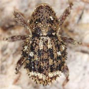 Acalles dubius (2–3 mm)