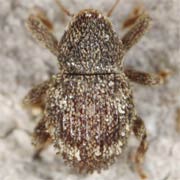 Acalles lemur (2.2–3.1 mm)