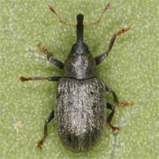 Acalyptus carpini