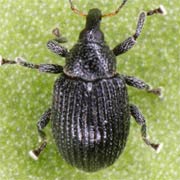 Anoplus plantaris (1.7–1.9 mm)