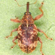 Anthonomus conspersus (2.5–3 mm)