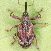 Anthonomus humeralis (2.6–3.2 mm)