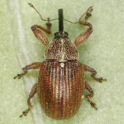 Anthonomus phyllocola (2.5–3.4 mm)