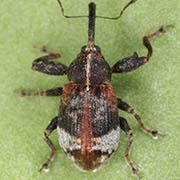 Anthonomus piri (2.8–4.5 mm)