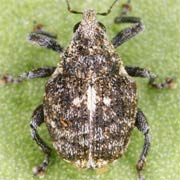 Auleutes epilobii (2.3–2.9 mm)