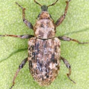 Bagous collignensis (2.3–3.2 mm)