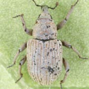 Bagous diglyptus (2.3–3.3 mm)